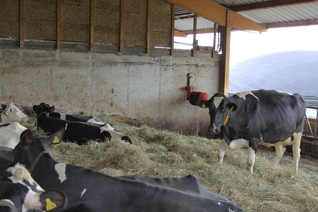 Dieser Bereich f�r Trockensteher wurde hingegen mit einer B�rste versehen - sogar gleich ein automatisches Modell hat der Landwirt angebracht.