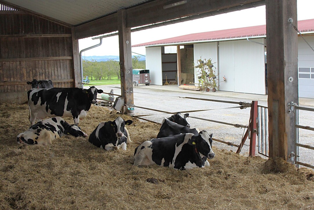 Dieser Bereich f�r die Trockensteher ist hell, sauber und bietet den K�hen genug Frischluft. Allerdings fehle eine B�rste, findet Prof. Benz.