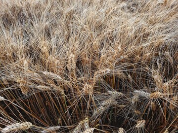 Durum ist begrannt und etwas anspruchsvoller als üblicher Winterweichweizen.