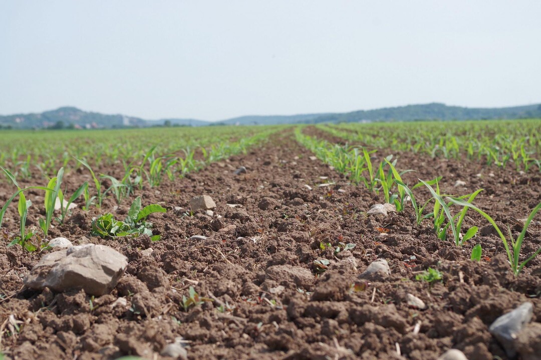 Mit der entsprechenden Pflege kann Körnermais auch gut in eine Öko-Fruchtfolge passen - ganz ohne Pflug.