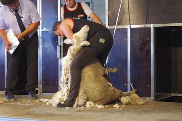 Harald Mandl aus �sterreich hat sein zweites Schaf sanft im Griff. Die Preisrichter achten auf die Zeit und die Qualit�t der Schur - f�r eine gute Wertung m�ssen der Umgang tiergerecht und der Schnitt gleichm��ig sein. 