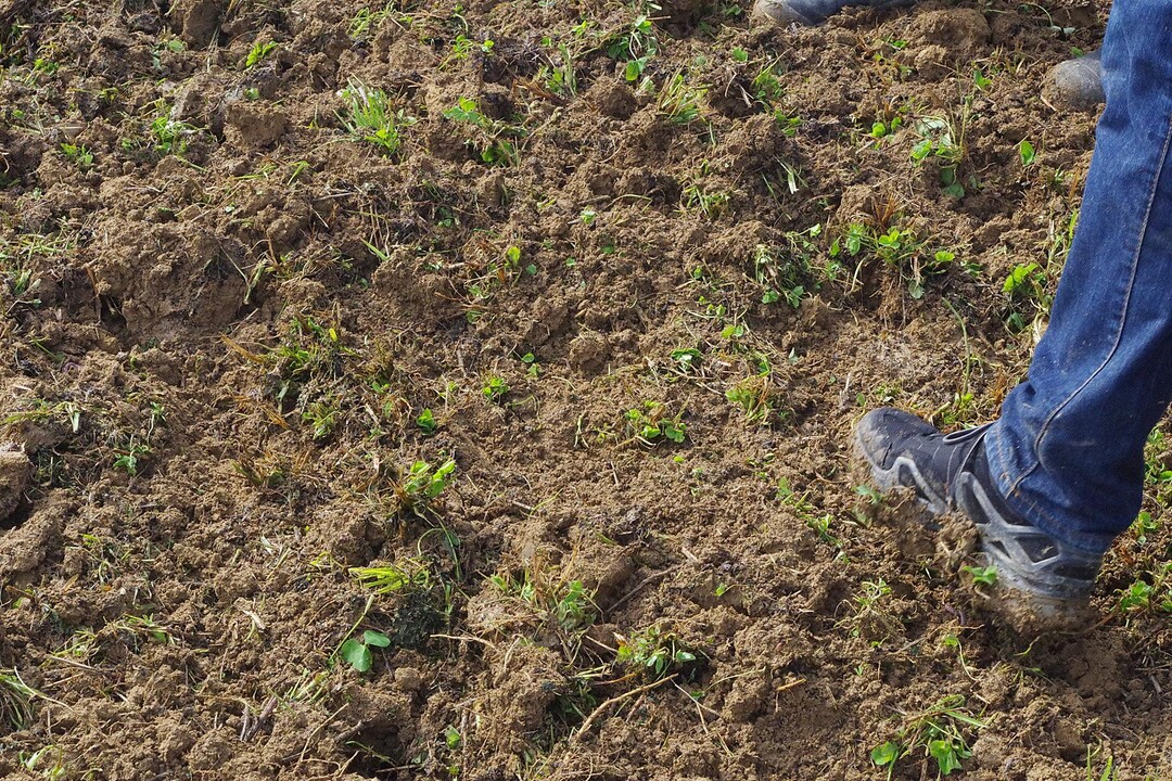 Ein klarer Horizont sei laut den Experten nicht sichtbar, da der Dynadrive wie viele Spaten in den Boden einsticht. Das Ger�t arbeitete laut Kern m��ig fl�chig und schneidend, was aber dem feuchten Boden am Versuchstag geschuldet sein kann. Zehn Kilometer pro Stunde seien laut einem Firmenvertreter empfehlenswert, damit der Dynadrive einwandfrei arbeitet. "Das Potential f�r den Dynadrive sehe ich auf trockenem Boden, um die Erde anzurei�en und einen ersten Horizont f�r einen flach schneidenden Grubber zu bilden", erkl�rt Kern.