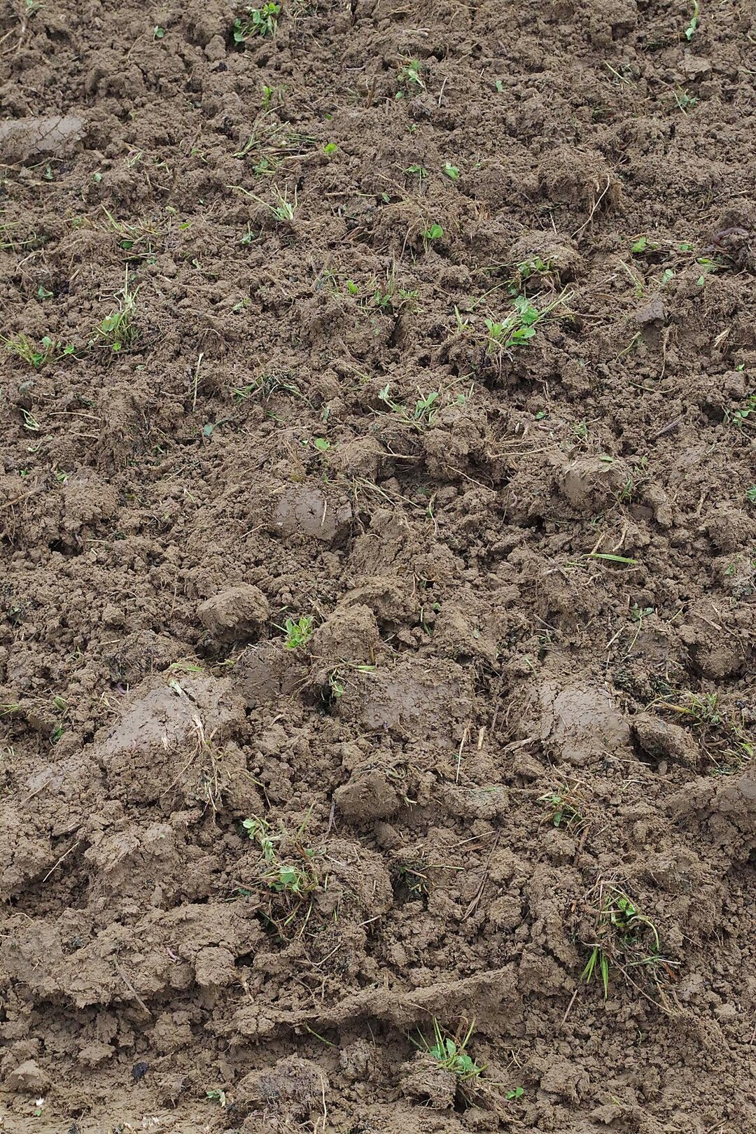 Die Scheibenegge schneidet sowohl die Erde als auch die Pflanzen. Im Bodenprofil hinterl�sst sie kleine D�mme, hier und dort bliebenlaut Ackerbauberater Kern Pfl�nzchen stehen. Bei der Egge mit vier Scheiben sei da allerdings seltener, die Bearbeitung f�llt flach aus. Die Durchmischung ist gut, auf feuchteren B�den werden Pflanzen ausgerissen.