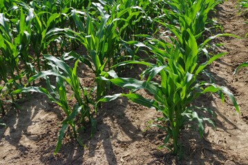 Damit der Mais ungest�rt aufw�chst und sich sp�ter ein sauberer Bestand ergibt, sollte man jetzt handeln.