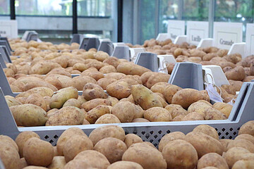 Kartoffeln aus dem Sortenversuch 2017