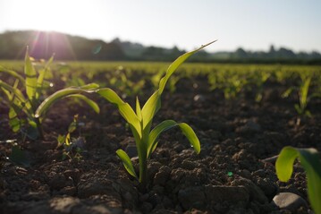 Vor allem in der Jugend muss der Mais zügig vorankommen. Ein späterer Saattermin kann hier helfen.