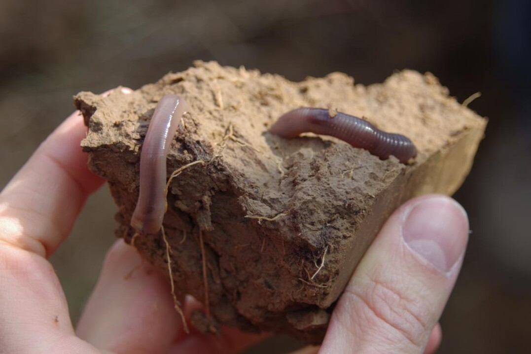 Neben Wurzeln mögen auch andere Lebewesen keine Bodenverdichtungen.