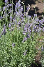 BWagrar Gartenfahrt am 1.7. 2015 Baumschule Huben Ladenburg