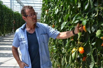 Paprika aus dem Hegau_Matthias Keller im Gew�chshaus