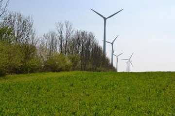 Breite Bl�hstreifen bringen mehr als schmale