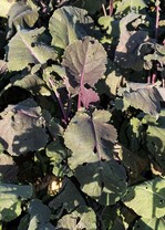 Zwischenfrucht - Abessinischer Senf