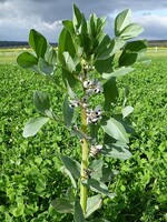 Zwischenfrucht - Ackerbohne