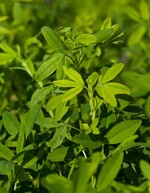 Zwischenfrucht - Alexandrinerklee