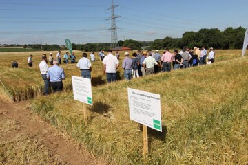 Bei der Braugerstenrundfahrt der Landesbraugerstenstelle Baden-W�rttemberg treffen sich Getreideh�ndler, Pflanzenz�chter, M�lzer, Brauer und staatliche Berater zum Austausch �ber neue Sorten, Anbautechnik und Marktlage. 