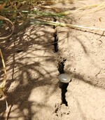 Fingerdicke Trockenrisse auf dem Versuchsfeld Bönnigheim zeigen das enorme Wasserdefizit an diesem Getreideschlag.
