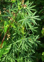 Zwischenfrucht - Lupine