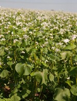 Zwischenfrucht - Echter Buchweizen