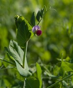 Zwischenfrucht - Felderbse