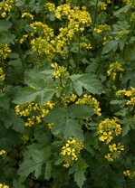 Zwischenfrucht - Gelbsenf