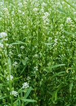 Zwischenfrucht - Kresse