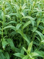 Zwischenfrucht - Leindotter