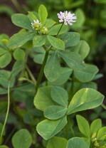 Zwischenfrucht - Perserklee