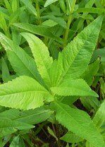 Zwischenfrucht - Ramtillkraut