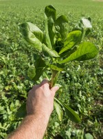 Zwischenfrucht - Saflor