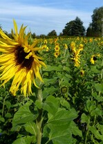 Zwischenfrucht - Sonnenblume