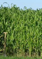 Zwischenfrucht - Sorghum