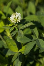 Zwischenfrucht - Sparriger Klee