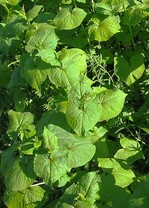 Zwischenfrucht - Buchweizen