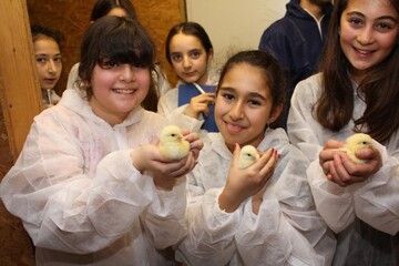 Ciegse, Azra und Z�mra (v. l.) ist die Begeisterung �ber die flauschigen K�ken ins Gesicht geschrieben.