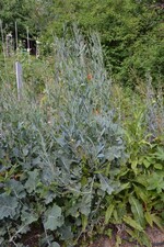 Naturerlebnis-Garten bei Michael Schick in Bronnen