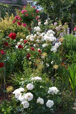Im Rosengarten von Hannelore und Roland Birkel in Bußmannshausen