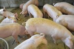 Gehäckseltes Stroh als Einstreu eignet sich zur gleichzeitigen Beschäftigung vieler Tiere.