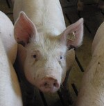 Verletzung durch Ohrgrundbeißen, das häufig bei Konkurrenzkämpfen um Futter auftritt.