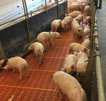 Konkurrenz um die Ressource Wasser: Vor der Tränke liegende Tiere blockieren den Zugang zum Wasser.