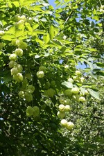 Naturerlebnis-Garten bei Michael Schick in Bronnen