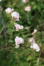 Im Rosengarten von Hannelore und Roland Birkel in Bußmannshausen