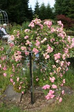Im Rosengarten von Hannelore und Roland Birkel in Bußmannshausen