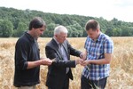 Kreisvorsitzender Klaus Brodbeck, OB Fritz Kuhn und Bauer Simon Sperling testen den Reifegrad der Gerste (v. l.)