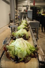 Salat läuft in die Maschine