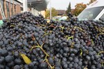 Bei den Felbacher Weingärtnern kommen im Minutentakt die Trauben an