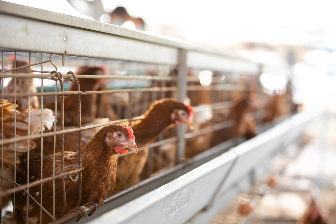 Rund die H�lfte aller Eier aus Australien stammt von Legehennen, die in K�figen gehalten werden.