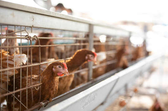 Rund die H�lfte aller Eier aus Australien stammt von Legehennen, die in K�figen gehalten werden.