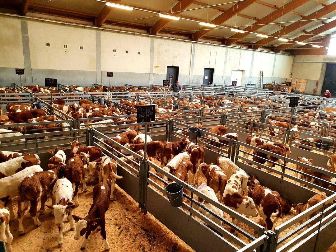 K�lber an der Auktion in Ilshofen.