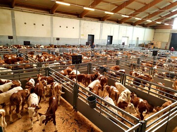 Kälber an der Auktion in Ilshofen.