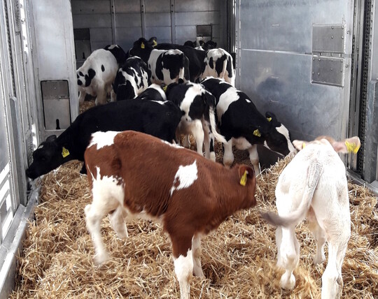 Der Export von Holstein-Kälbern nach Spanien ist eingebrochen. Viehhändler und Bauern fordern klare Regelungen, wie es für Langstrecken-Transporte weitergehen soll.
