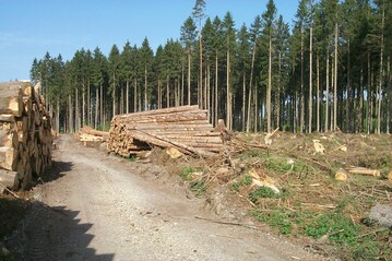 Für die Mehraufwendungen zur Räumung der Kalamitätsflächen sollen Waldbesitzer eine zusätzliche finanzielle Unterstützung erhalten. Der Antrag hierfür sollte bis 6. Dezember 2019 bei den Unteren Forstbehörden vorliegen.